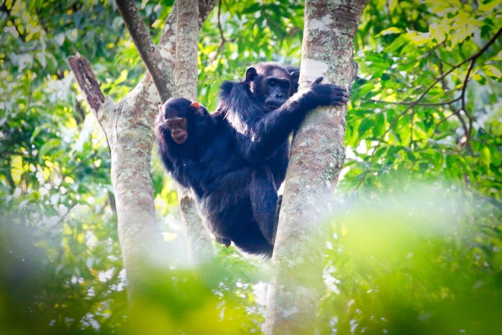 Chimpanzees in trees in Nyungwe National Park, Rwanda | Photo credit: Narvikk from Getty Images via Canva