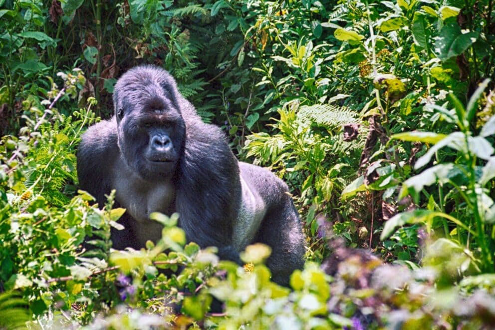 Mountain Gorilla in Volcanoes National Park, Rwanda | Photo credit: Nyiragongo from Getty Images via Canva