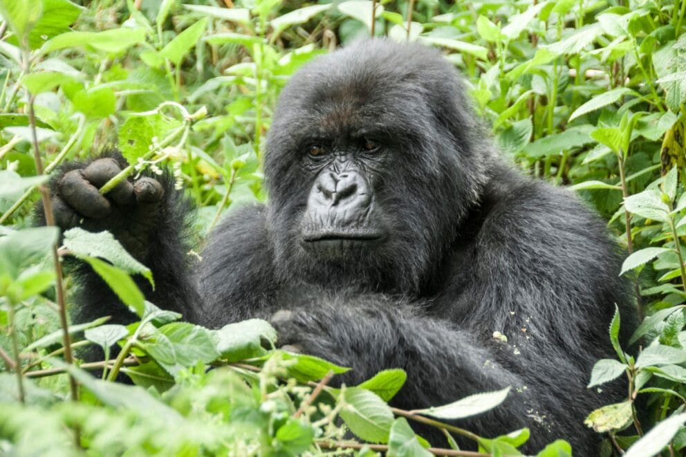 Close up of Mountain Gorilla in Volcanoes National Park, Rwanda | Photo credit: Albertoloyo from Getty Images via Canva