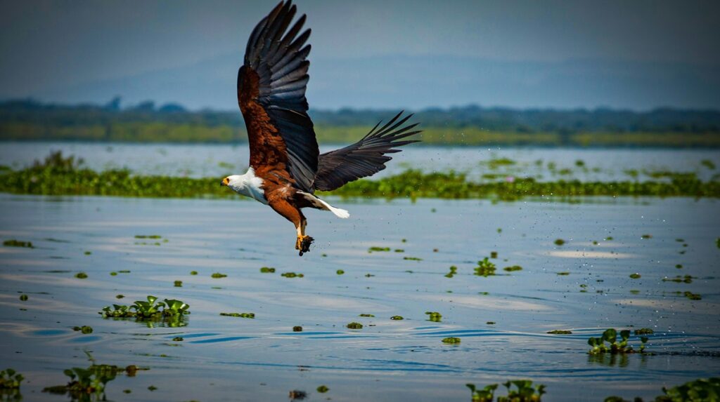 African Fish Eagle. swooping down over a river in Tanzania