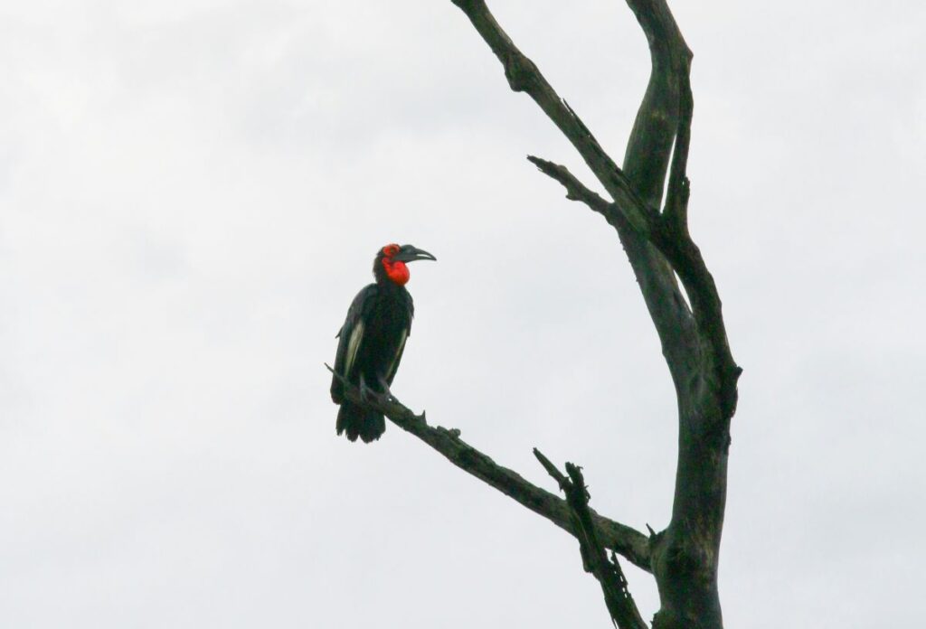 A Southern Ground Hornbill perched in a tree