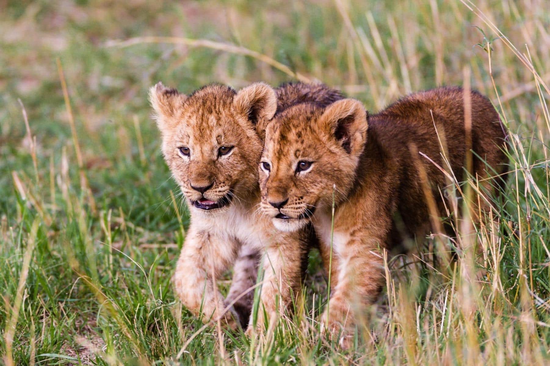 Cubs at Serengeti Lake Magadi Lodge