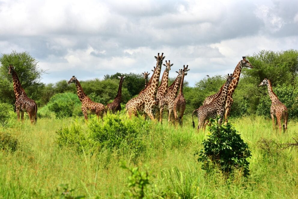Herd of giraffes in Tarangire, Tanzania