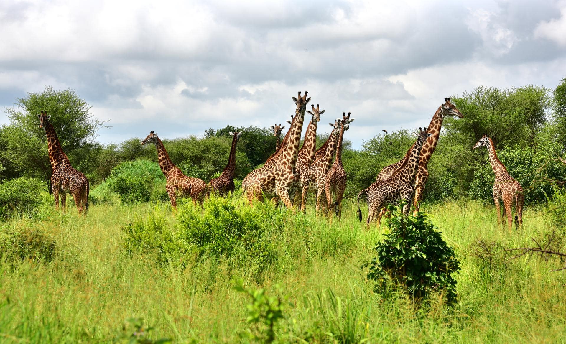 Herd of giraffes in Tarangire, Tanzania