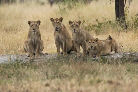 Forest Chem Chem safari Tarangire National Park, Image credit, Forest Chem Chem via Wetu