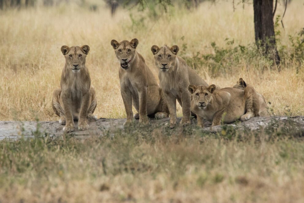 Forest Chem Chem safari Tarangire National Park, Image credit, Forest Chem Chem via Wetu