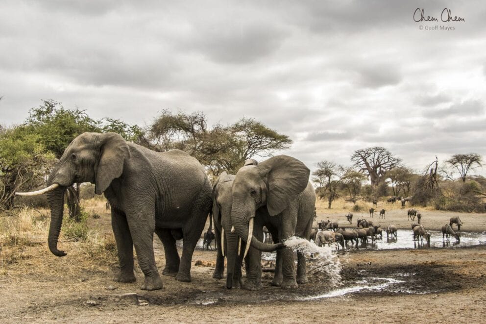 Elephants spotted in Tarangire National Park. This can be seen on a Tanzania safari.
