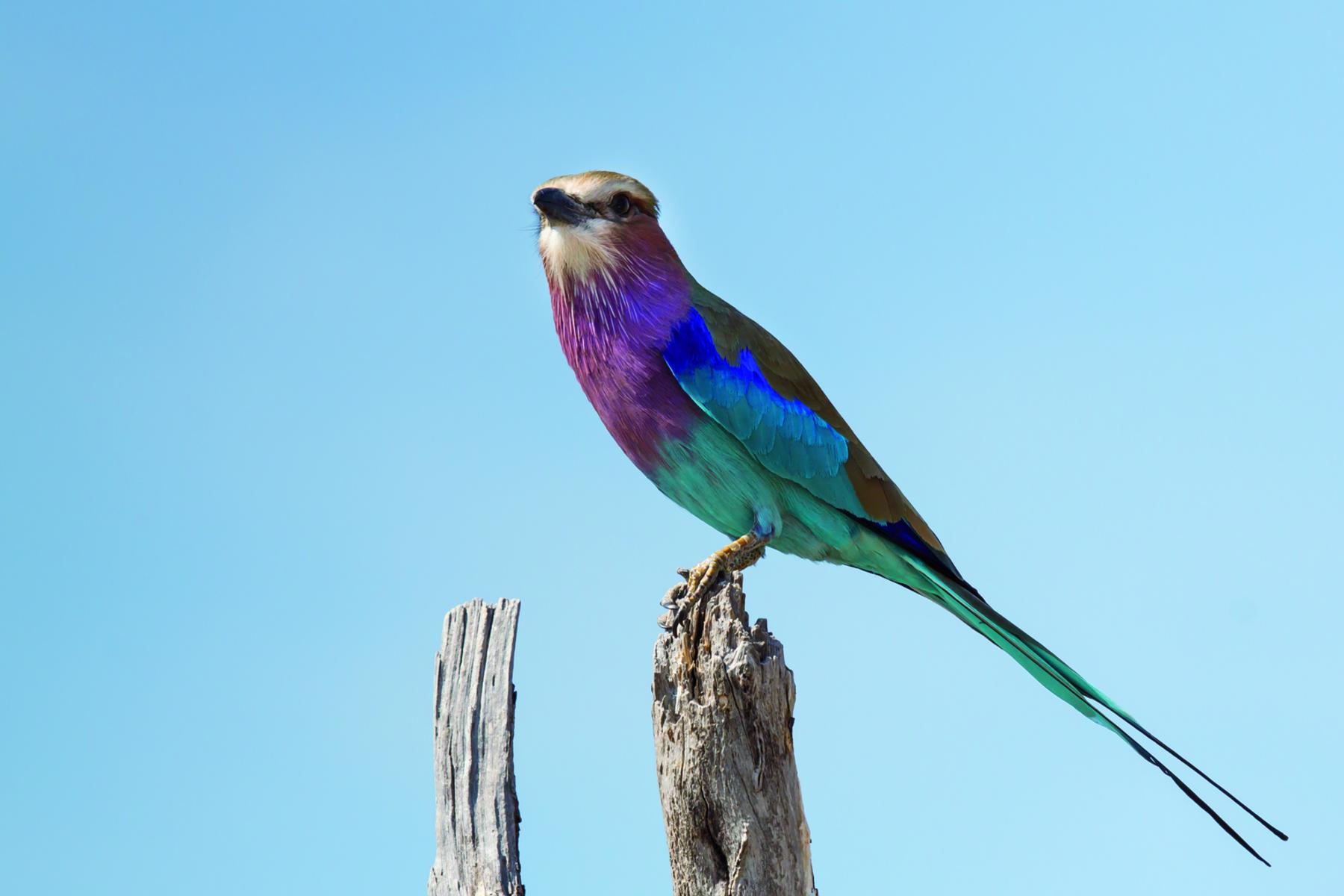 A lilac-breasted roller perched on a branch near Savute Elephant Lodge, A Belmond Safari, Botswana.