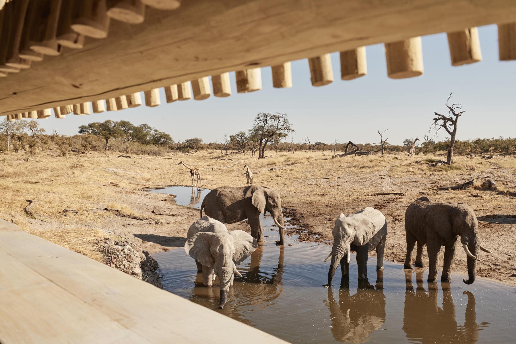 Savute Elephant Lodge hide, Image Credits, Savute Elephant Lodge, A Belmond Safari