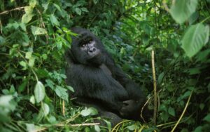 Male mountain gorilla in Virunga Park, Rwanda Photo credit: slowmotiongli from Getty Images via Canva