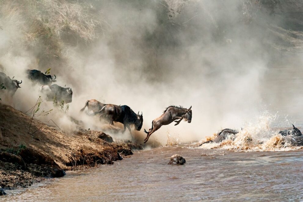 A wildebeest leaps into the Mara River during the Great Migration.