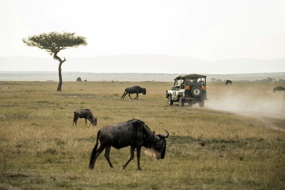A game viewer vehicle drives past wildebeest in the Masai Mara.