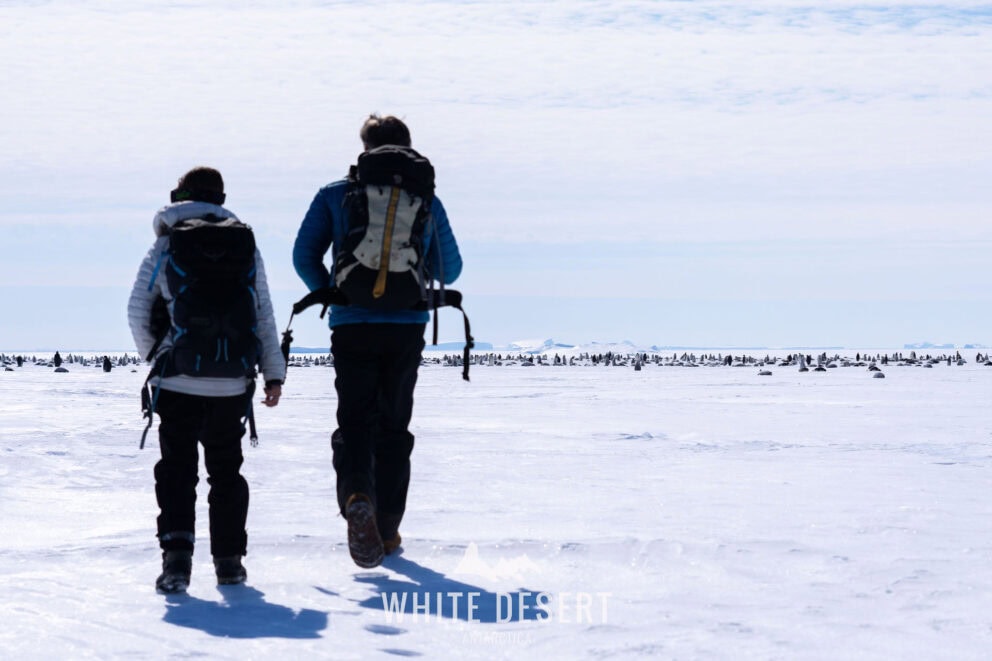 Hiking around penguins | Photo credit: White Desert