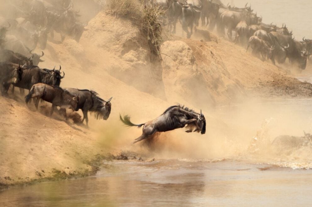 Wildebeest River Crossing | Canva