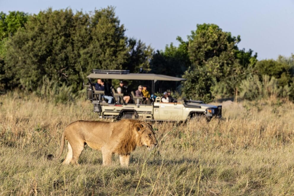 Game Drive spotting a lion in the bush on an African lion safari