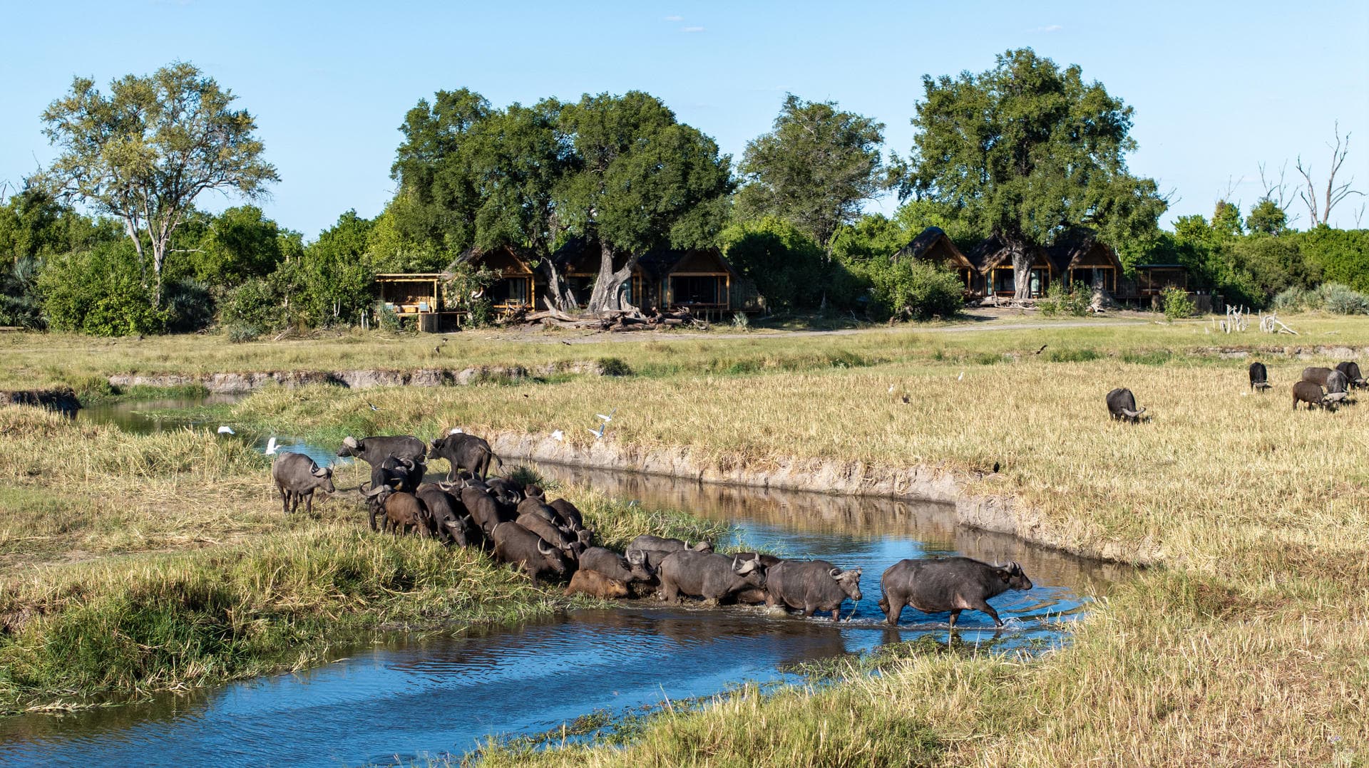 A herd of Cape buffalo in Botswana which can be seen on a big five safari