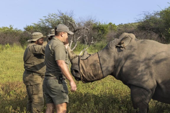 Rhino with conservationists | Photo credit: Marataba Mountain Lodge