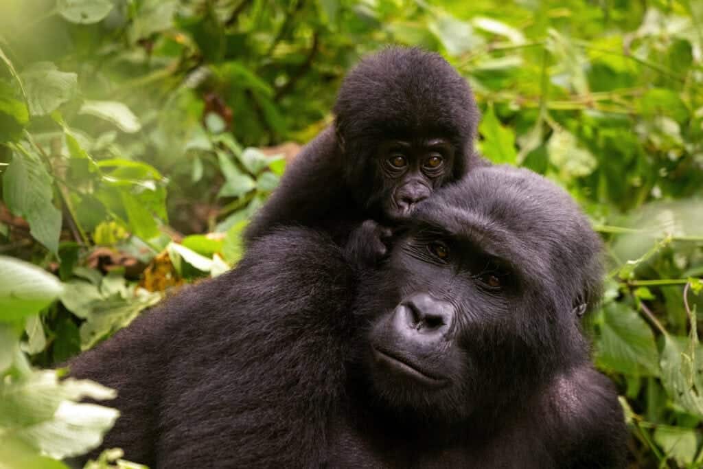 A mother gorilla with her baby