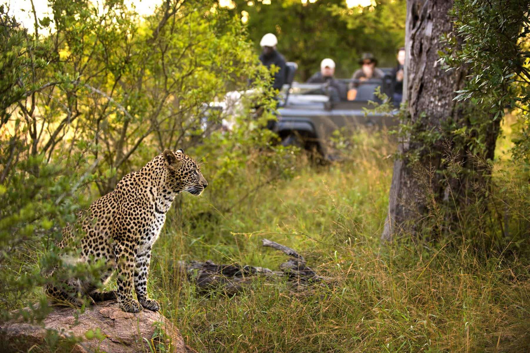 Game Drive encountering a leopard in the bush