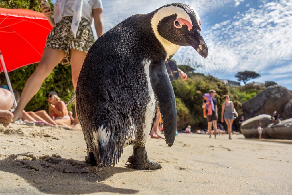 An African Penguin at Boulders Beach in Simon's Town