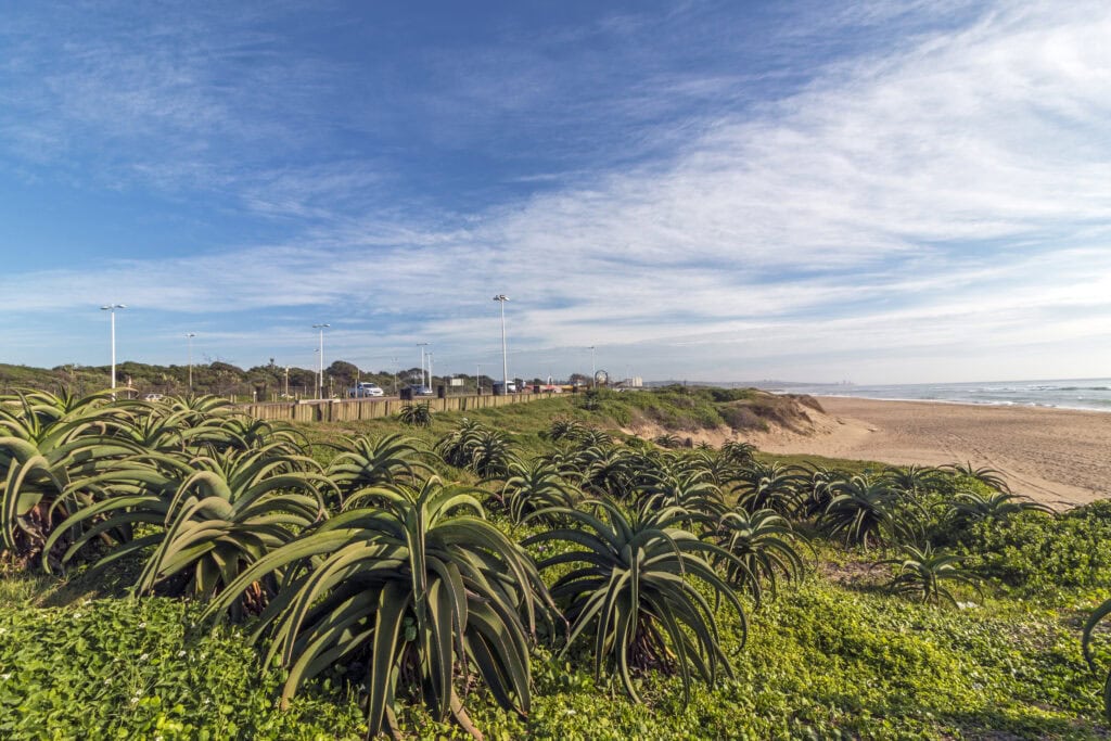 Aloe plants line the South Coast landscape in Durban South Africa