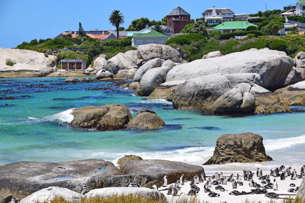 Penguins at Boulders Beach, Cape Town, South Africa. 