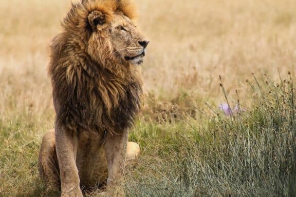 Lion spotted on game drive at a Lemala Osonjoi Lodge, a great place where you can go to see lions in Africa