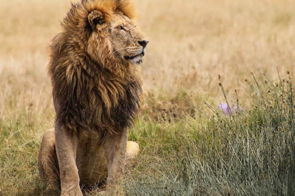 Lion spotted on game drive at a Lemala Osonjoi Lodge, a great place where you can go to see lions in Africa