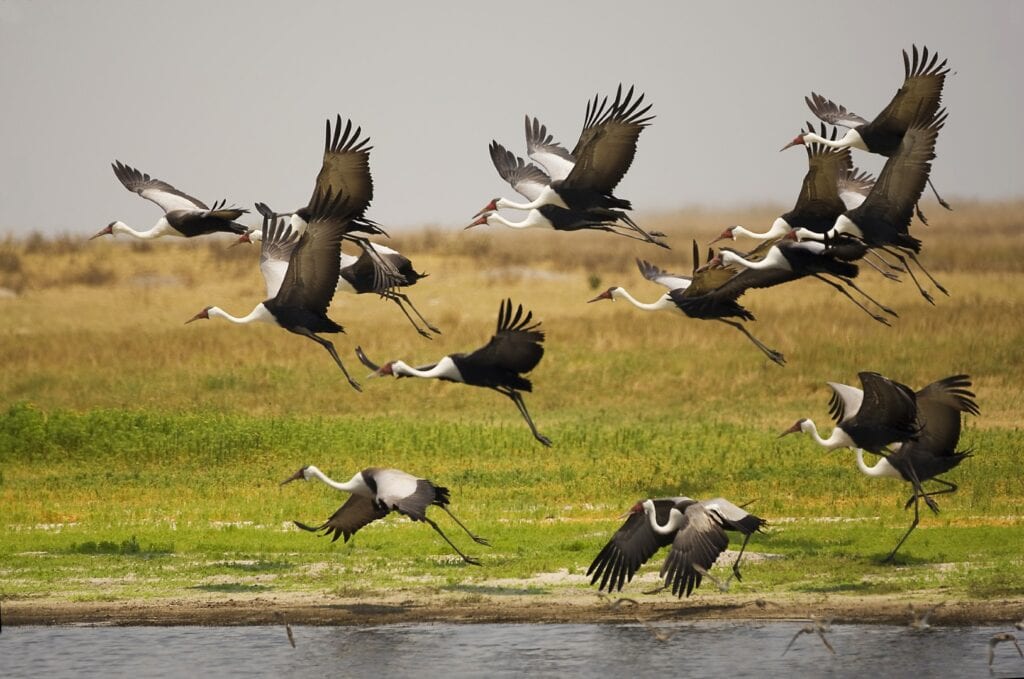 A flock of wattled cranes flying over a river in Liuwa National Park, Zambia. Photo: Getty Images