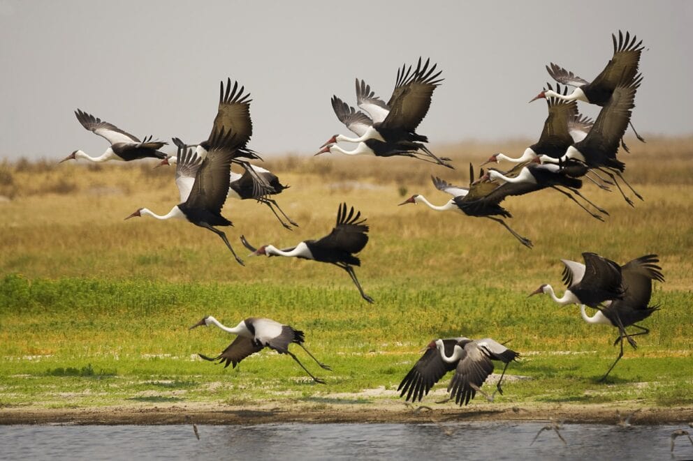 A flock of wattled cranes flying over a river in Liuwa National Park, Zambia. Photo: Getty Images