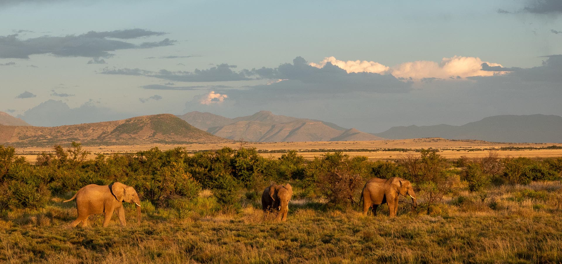 Herd of elephants roaming the Plains of  Camdeboo at Samara Private Game Reserve