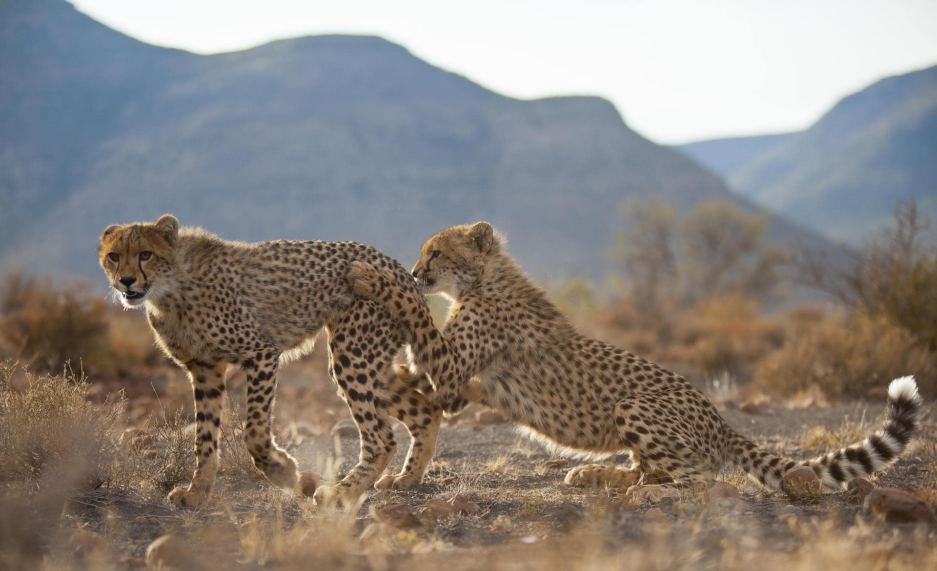 Two cheetah cubs in South Africa. You can them while on a family safari.