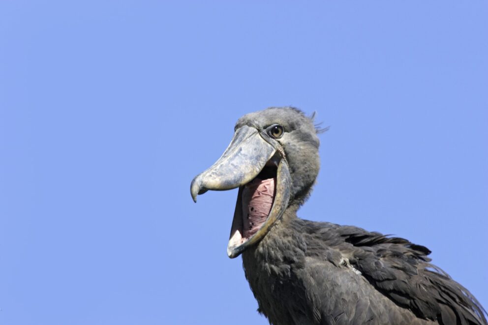 Close up of Shoebill. Photo: Getty Images