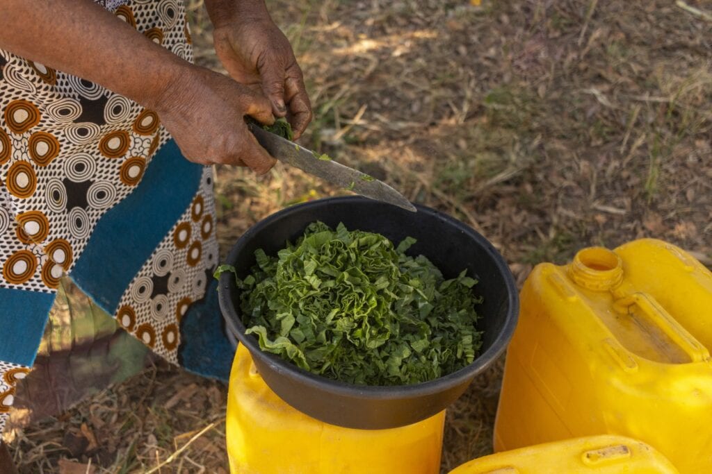 Zimbabwean dish being made. Photo: Getty Images