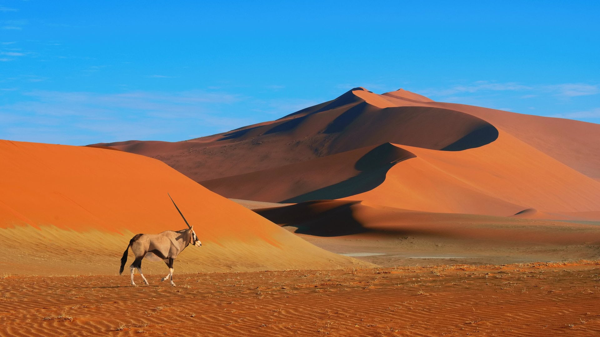 Antelope Oryx walking in Namib-Naukluft national park, desert landscape.