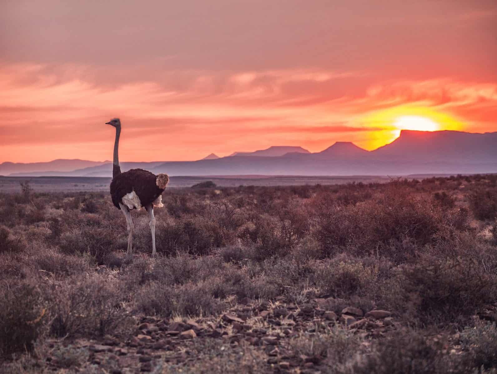 A male ostrich at sunset running over the Karoo plains in the Karoo National Park, South Africa. Photo: Getty Images