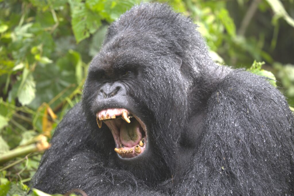 Mountain gorilla with open mouth
