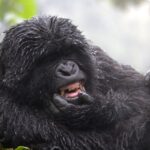 Gorilla Rwanda Smiling