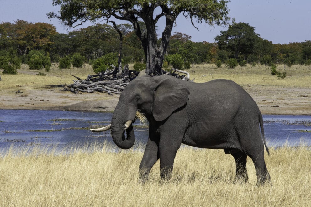 An elephant roaming in Hwange National Park in Zimbabwe.