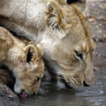 Lioness and cub drinking at a waterhole