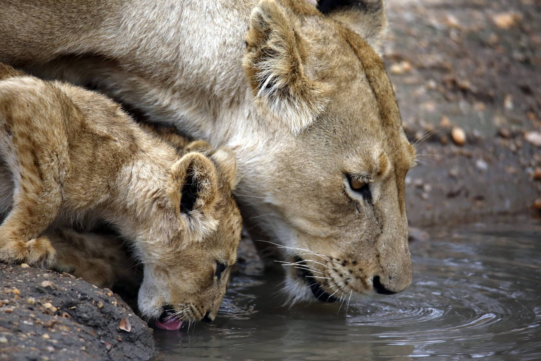 Lioness and cub drinking at a waterhole