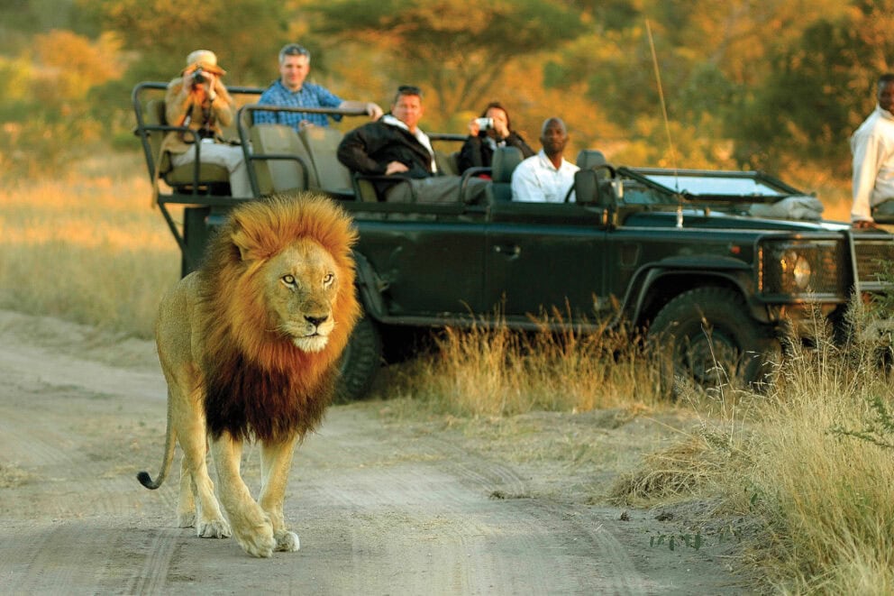 Lion walks in front of a safari vehicle.