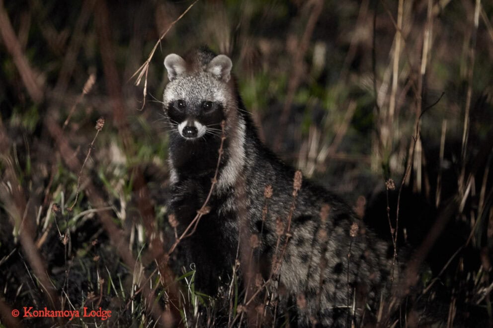 A civet in the bush at Konkamoya Lodge.