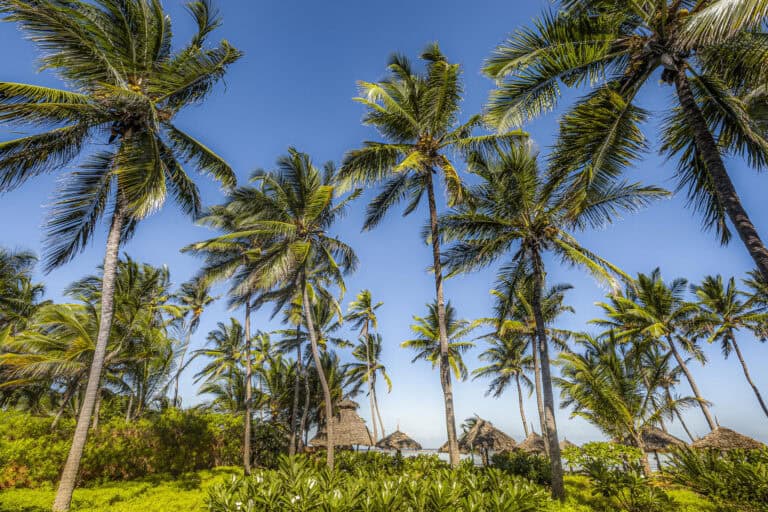 View of the palm trees at Breezes Beach Club and Spa, Zanzibar.