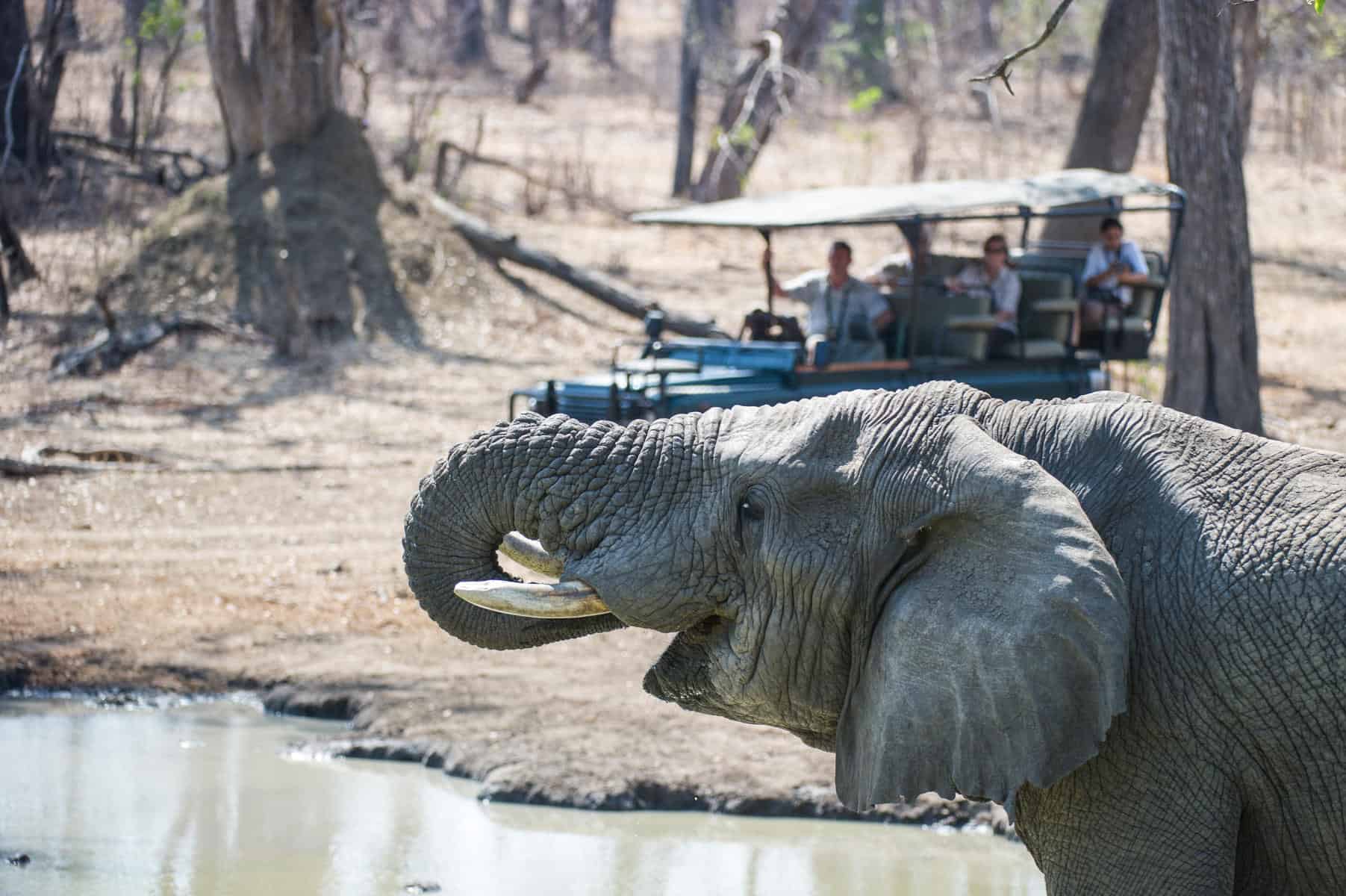 Spotting an elephant at a waterhole in Liwonde National Park while on a Malawi safari holiday