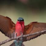 A Carmine Bee-eater at Zambezi Mubala Lodge