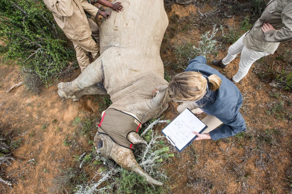Rhino notching procedure in Kwandwe Private Game reserve