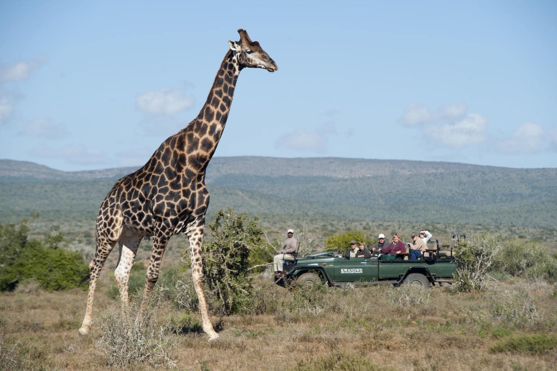 A giraffe spotted on a game drive in South Africa. One of the many South African animals that you can see on a malaria free safari.