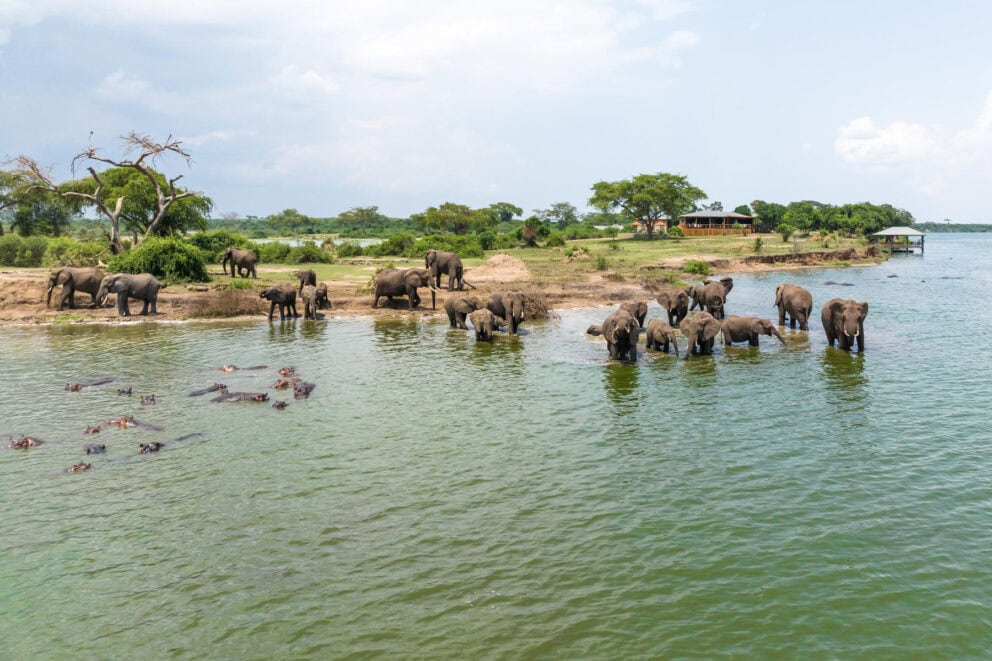 Elephants in the water at The River Station. Photo: The River Station