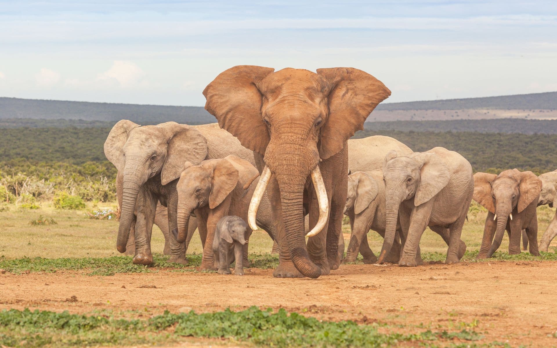 An elephant herd in Addo Elephant National Park being led by a Tusker